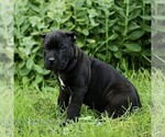 Small #4 Cane Corso