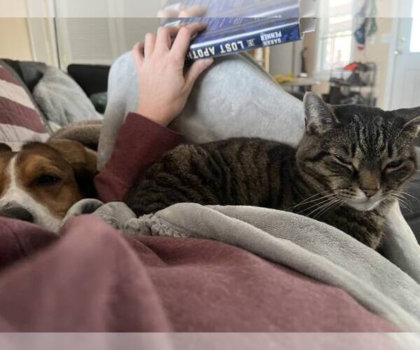 Medium Photo #4 Mutt Puppy For Sale in Shelburne, VT, USA