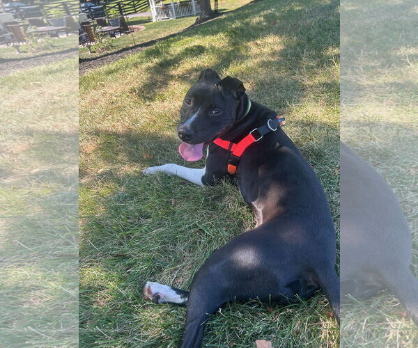 Medium Photo #4 Mutt Puppy For Sale in Alexandria, VA, USA