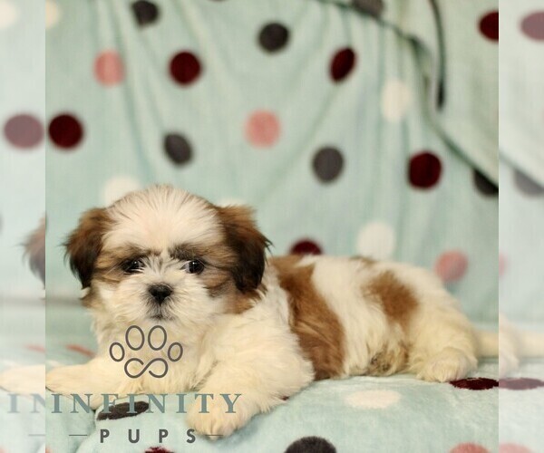 Medium Photo #1 Shih Tzu Puppy For Sale in BIRD IN HAND, PA, USA