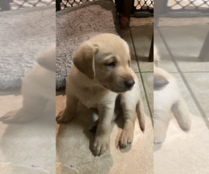 Labrador Retriever Puppy for sale in CORPUS CHRISTI, TX, USA