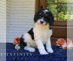 Small #3 Bernedoodle (Miniature)