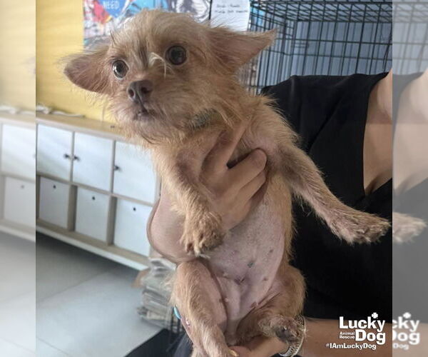 Medium Photo #2 Chihuahua-Unknown Mix Puppy For Sale in Washington, DC, USA