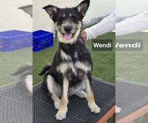 Shepadoodle Dogs for adoption in Visalia, CA, USA