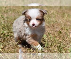 Miniature Australian Shepherd Puppy for sale in PALM COAST, FL, USA