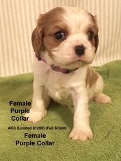 Cavalier King Charles Spaniel Puppy for sale in SMITHVILLE, MS, USA