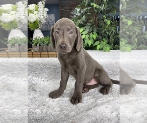 Labrador Retriever Puppy for sale in GREENFIELD, IN, USA