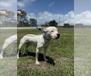 American Pit Bull Terrier Dogs for adoption in Vero Beach, FL, USA