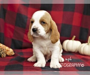 Basset Hound Puppy for sale in LIBERTY, KY, USA