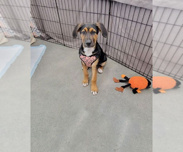 Medium Photo #4 Mutt Puppy For Sale in Wyoming, MI, USA