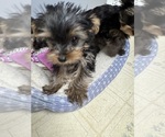 Litter of 4 - Male(s) and Female(s) Yorkshire TerrierLitter of Puppies for Sale - Photo #12