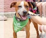 Small #5 Red Heeler Mix