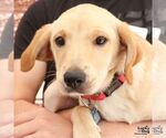Small #5 Labrador Retriever Mix