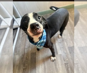 Preston - Male Mutt Dog for Adoption - Photo #18