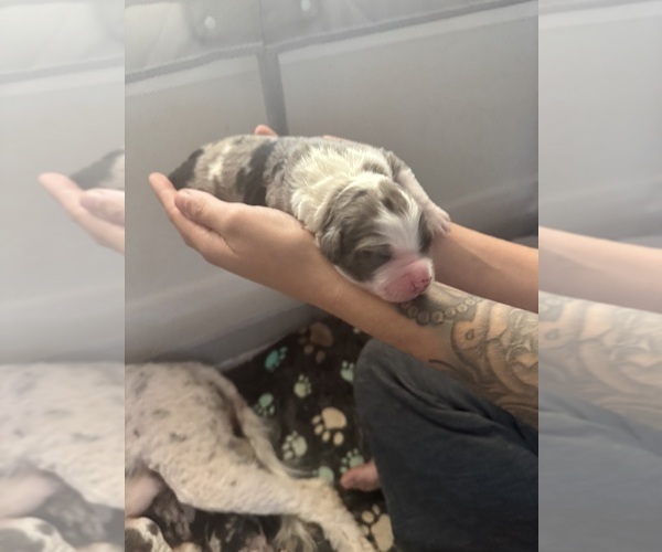 Medium Photo #59 Aussiedoodle-Bernedoodle Mix Puppy For Sale in BELTON, SC, USA