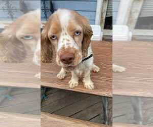 Cocker Spaniel Puppy for sale in ELKHART, IN, USA