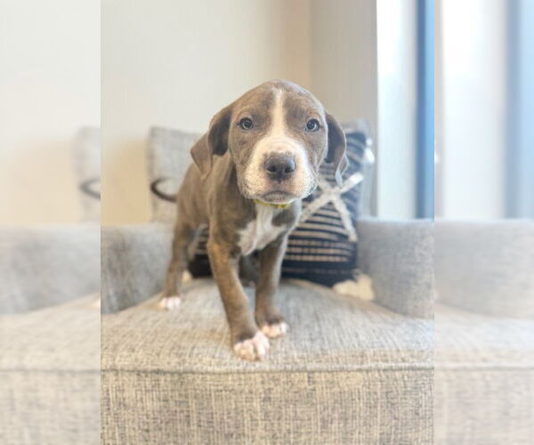 Medium Photo #1 American Bulldog Puppy For Sale in Duluth, MN, USA