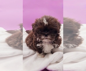 Shih Tzu Puppy for Sale in BRANDON, Florida USA