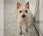 Small #3 Chihuahua Mix
