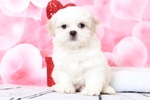 Small Photo #1 Zuchon Puppy For Sale in BEL AIR, MD, USA
