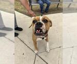 Small #1 American Bulldog