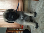 Puppy 3 Mastiff