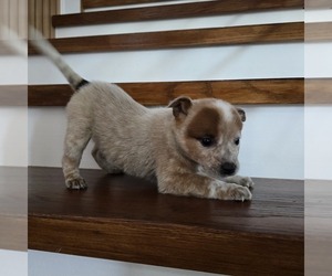 Australian Cattle Dog Puppy for sale in PUYALLUP, WA, USA
