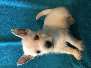 West Highland White Terrier Puppy for sale in CAVE CITY, KY, USA