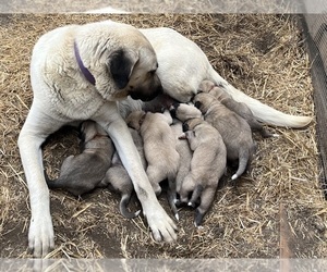 Anatolian Shepherd Puppy for sale in BROOKFIELD, MO, USA