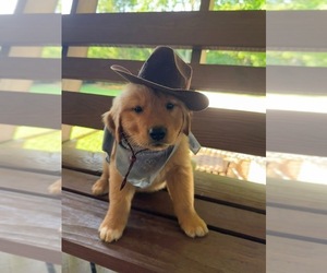 Golden Retriever Litter for sale in HARRISON, OH, USA