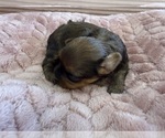 Small Photo #39 Yorkipoo Puppy For Sale in ARLINGTON, TX, USA