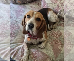 Colleen - Female Beagle Dog for Adoption - Photo #14