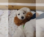 Small Photo #4 English Cream Golden Retriever Puppy For Sale in ALTO, MI, USA