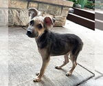 Small #2 Poodle (Miniature) Mix