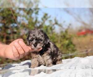 Poodle (Toy) Puppy for sale in DYERSBURG, TN, USA