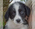 Small #5 Australian Shepherd Mix