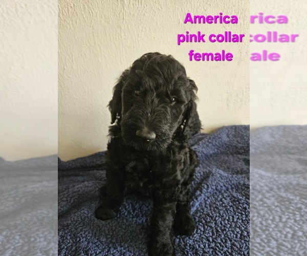 Medium Photo #1 Goldendoodle Puppy For Sale in WRAY, CO, USA