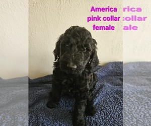 Medium Goldendoodle