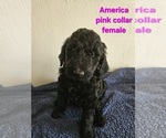 Puppy America Goldendoodle