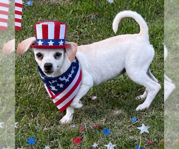 Medium Photo #2 Chihuahua Puppy For Sale in Yardley, PA, USA