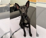 Small German Shepherd Dog Mix