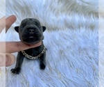 Small Photo #25 French Bulldog Puppy For Sale in HAYWARD, CA, USA