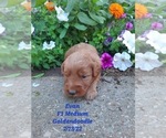 Puppy 0 Goldendoodle (Miniature)