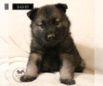 Puppy Leo Norwegian Elkhound
