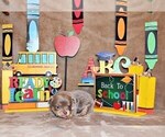 Small #6 Chihuahua
