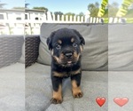 Small Photo #10 Rottweiler Puppy For Sale in NAPA, CA, USA