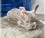 Small Photo #15 French Bulldog Puppy For Sale in AUSTIN, TX, USA