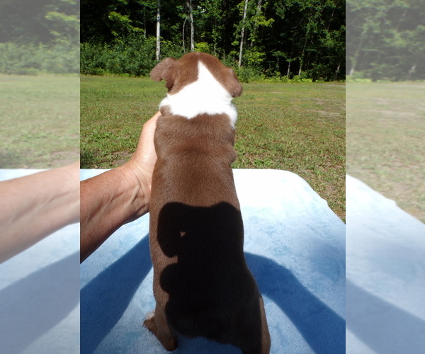 Medium Photo #4 Boston Terrier Puppy For Sale in MONROE, NH, USA