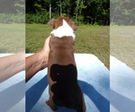 Small Photo #15 Boston Terrier Puppy For Sale in MONROE, NH, USA