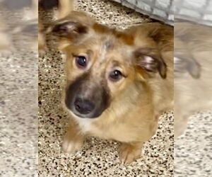 Mutt Dogs for adoption in San Diego, CA, USA